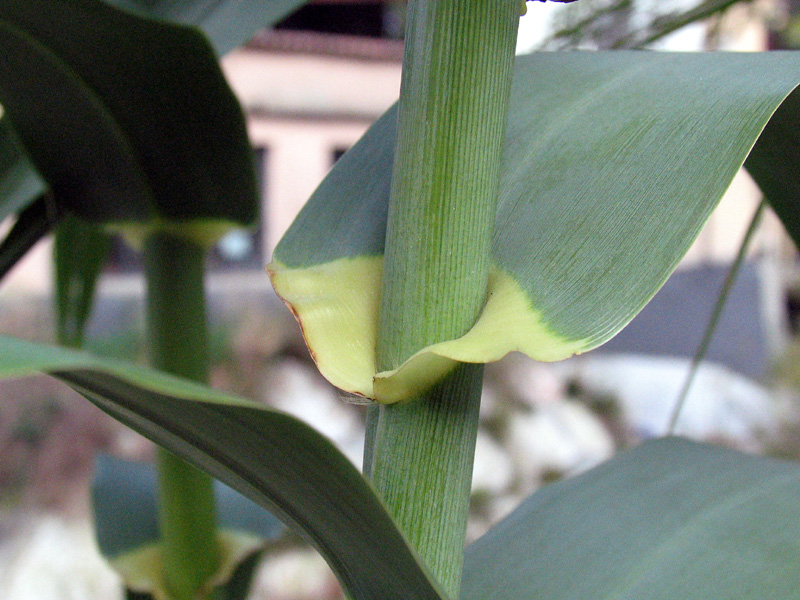 Arundo donax L. / Canna domestica.